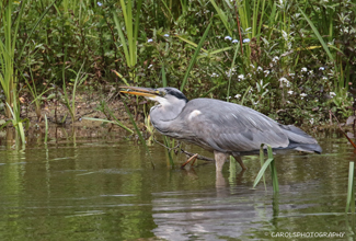GREY HERON (Ardea cinerea)
